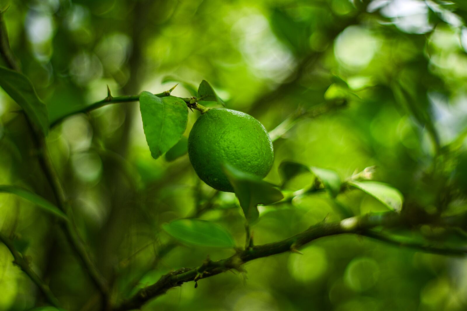 Nikon D3400 sample photo. Lemon, plant, nature photography
