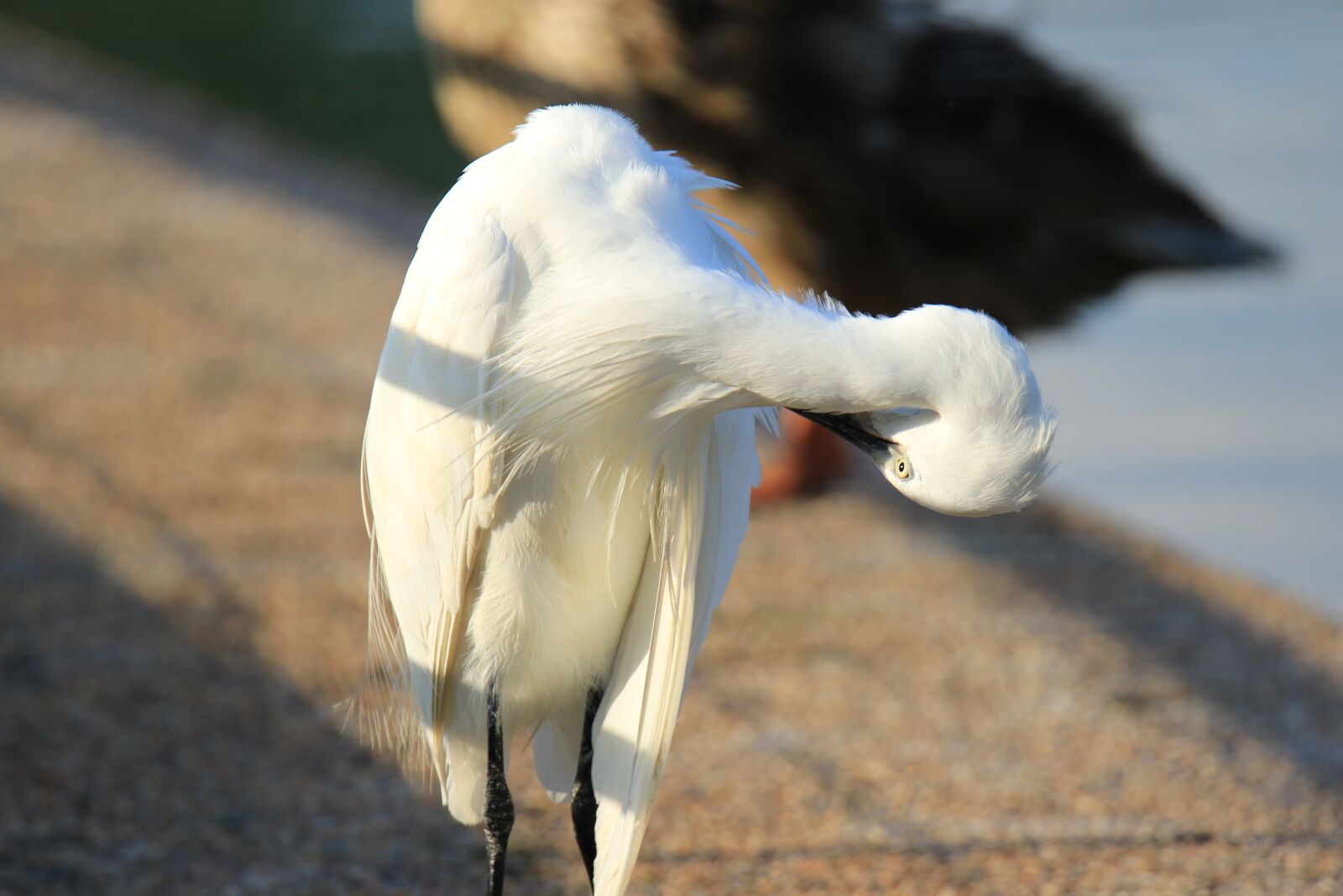 Canon EOS 7D Mark II sample photo. Bird, little egret, elasticity photography