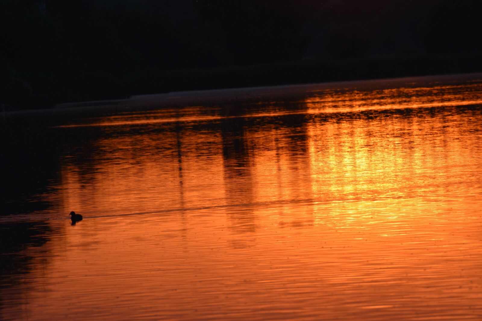 Nikon D3500 sample photo. Water, sunset, duck photography