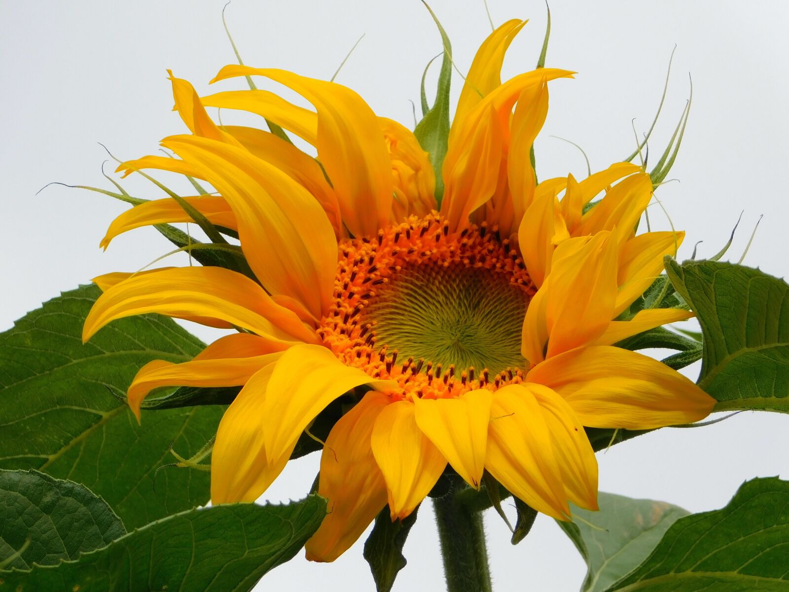 Nikon Coolpix B500 sample photo. Sunflower, orb, flower photography