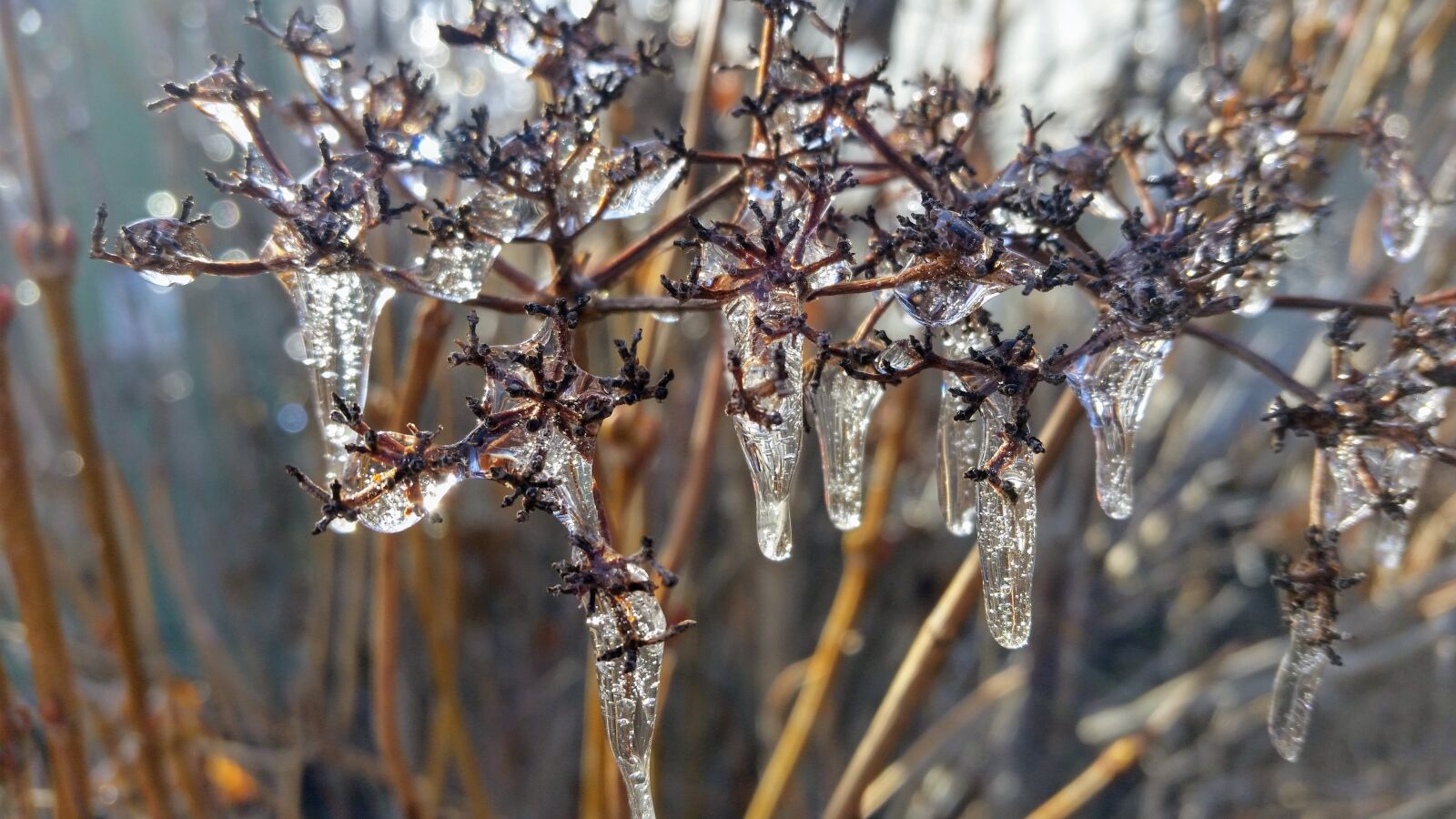 Samsung Galaxy S5 sample photo. Nature, outdoors, season photography