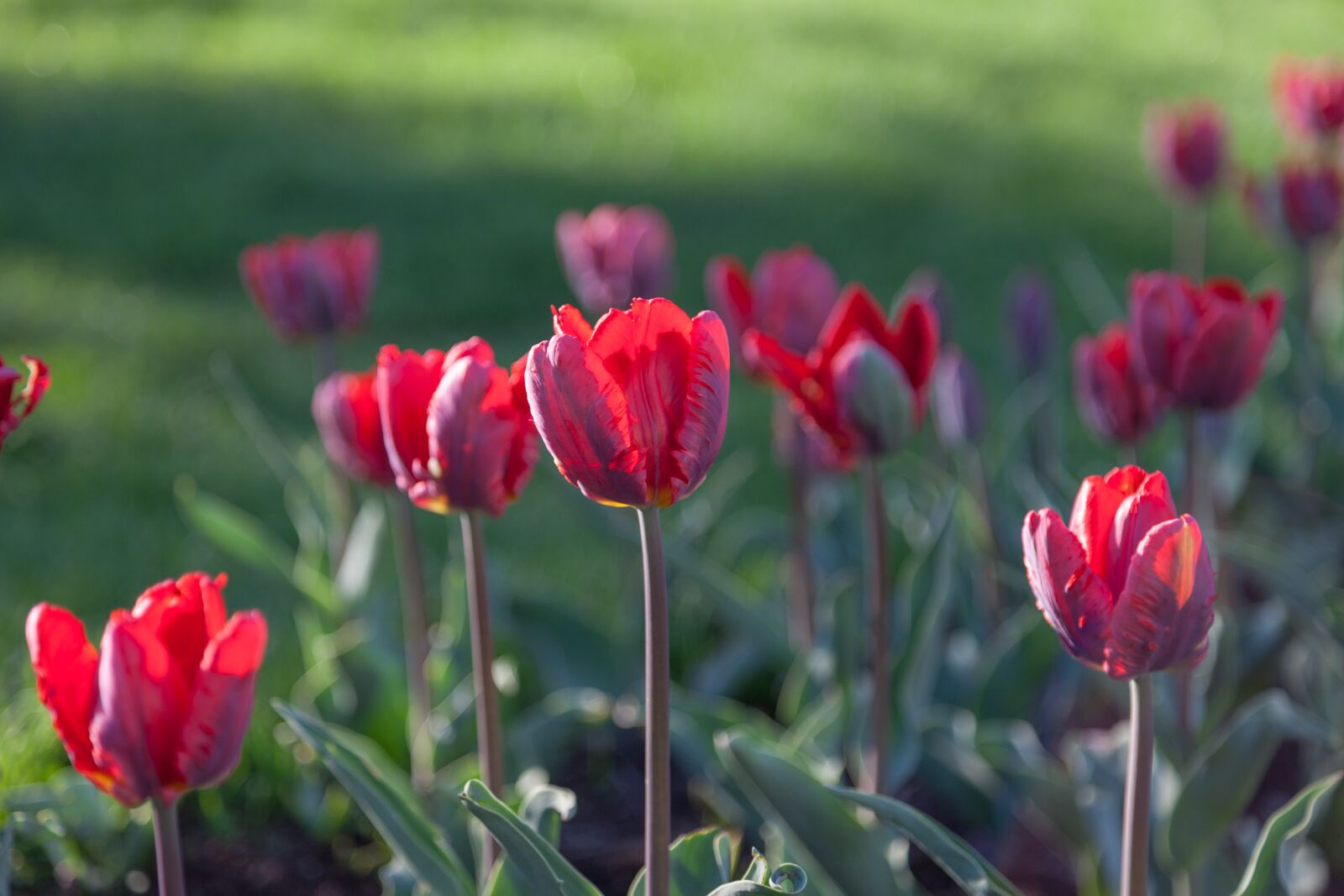 Canon EOS 5D Mark II + Canon EF 24-105mm F4L IS USM sample photo. Tulips, red, tulip photography