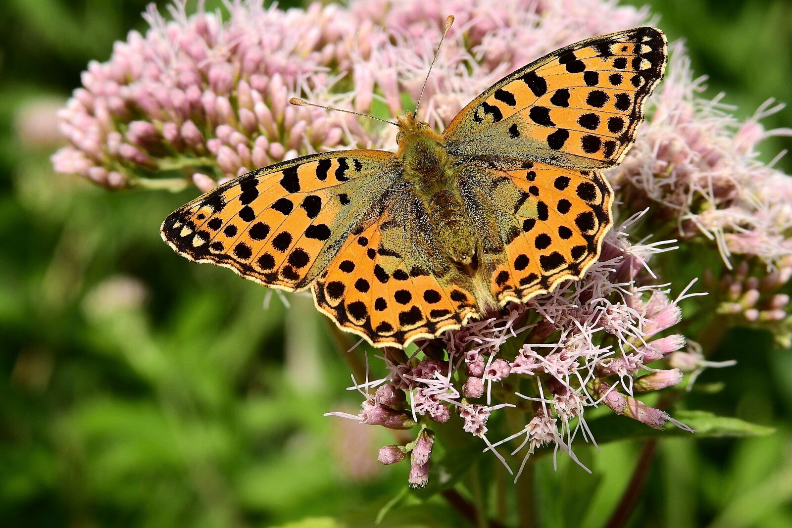 Nikon Coolpix P900 sample photo. Butterfly, the beauty of photography