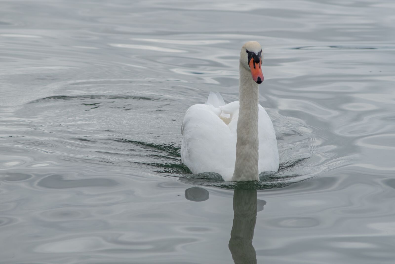 Nikon D750 sample photo. Swan, bird, water photography