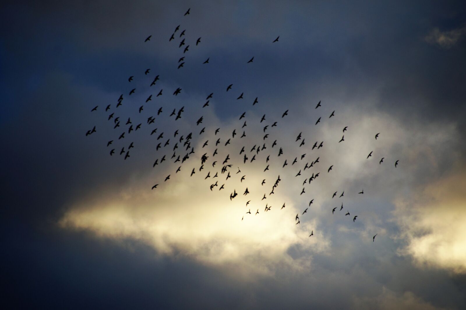 Sony SLT-A58 sample photo. Birds, flying, covey photography