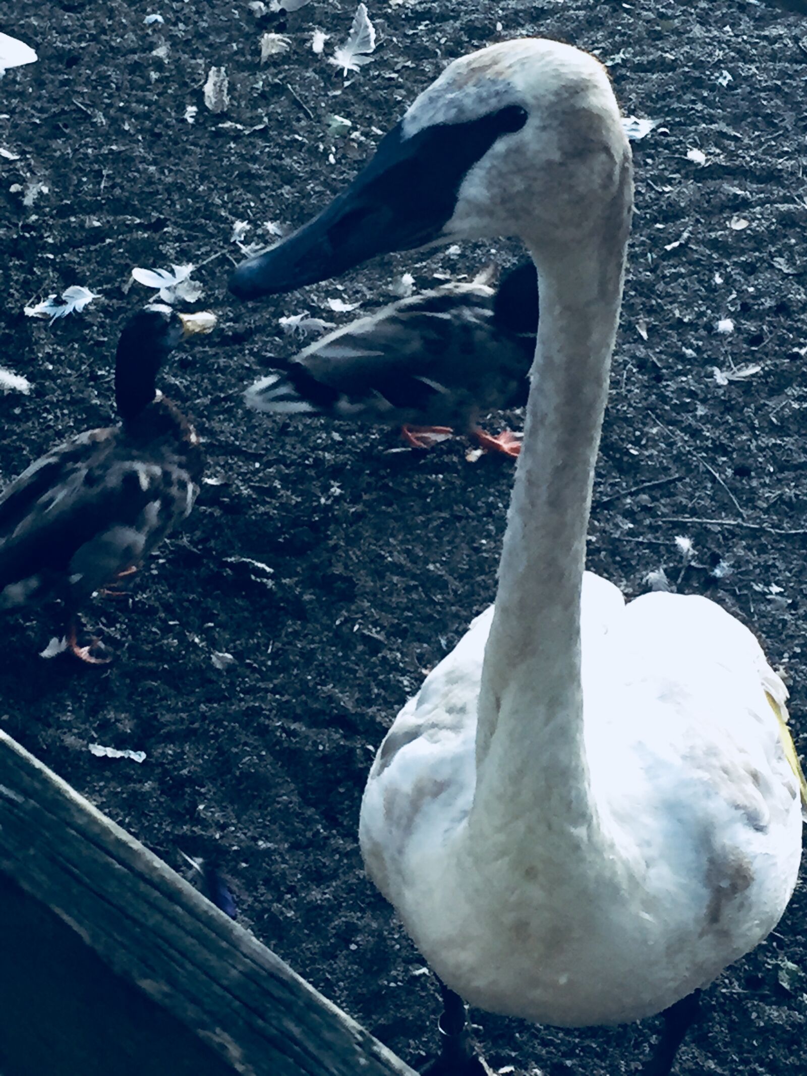 iPhone 6 back camera 4.15mm f/2.2 sample photo. Swan, white swan, wildlife photography