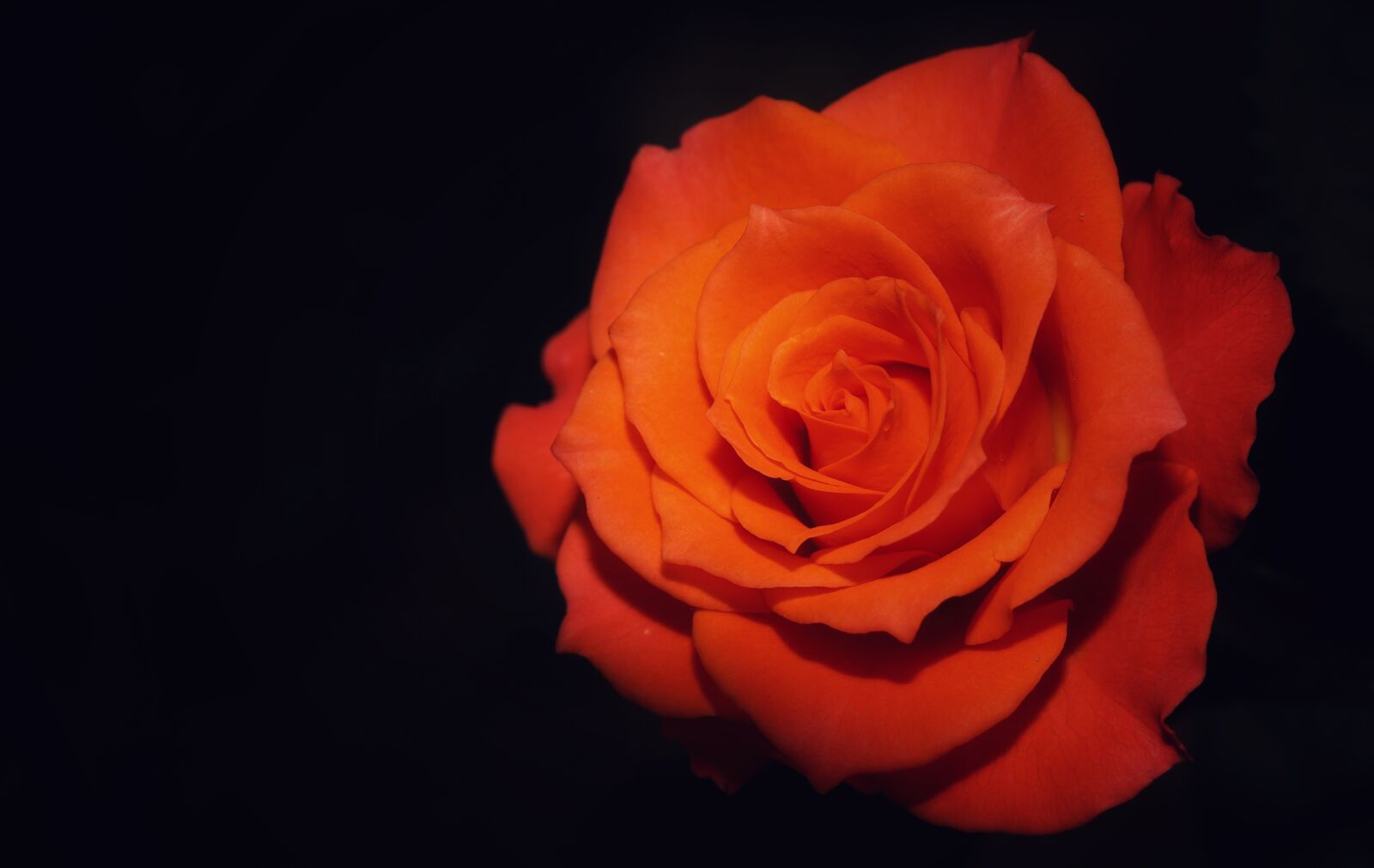 Canon EF 100mm F2.8L Macro IS USM sample photo. Macro, flower, rose photography