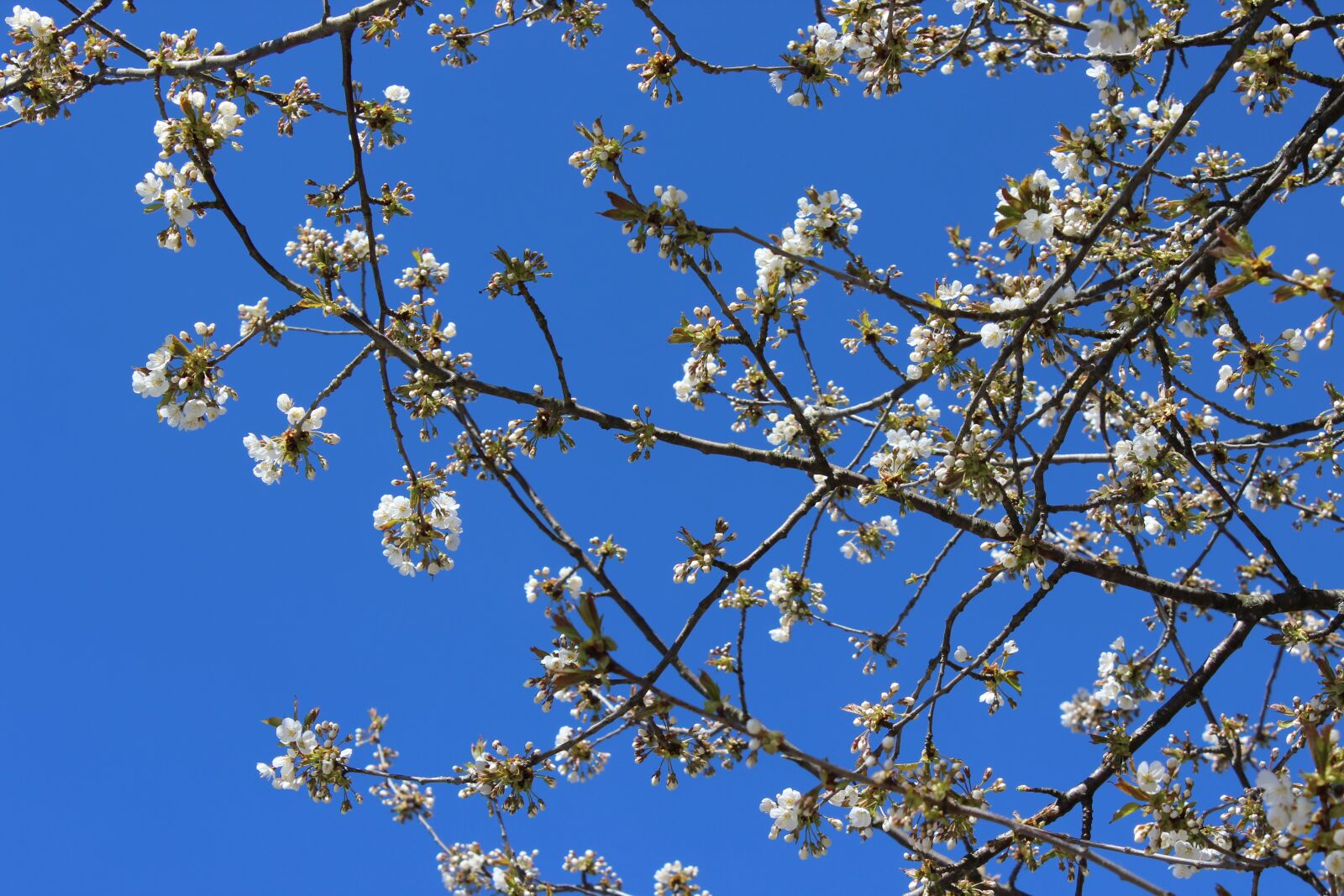 Canon EOS 600D (Rebel EOS T3i / EOS Kiss X5) sample photo. Cherry trees, blue sky photography