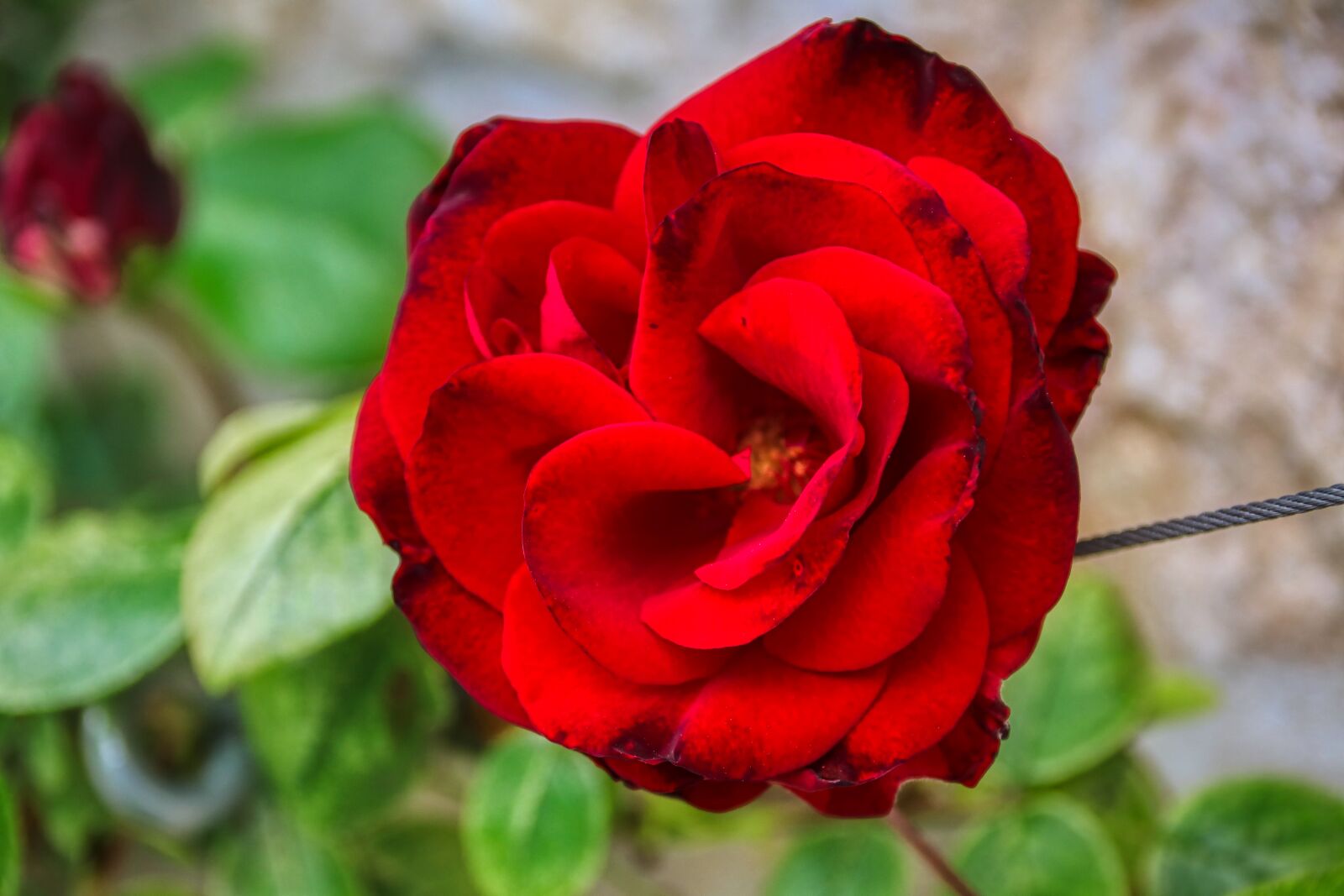 Canon EOS 80D sample photo. Rose, love, flower photography
