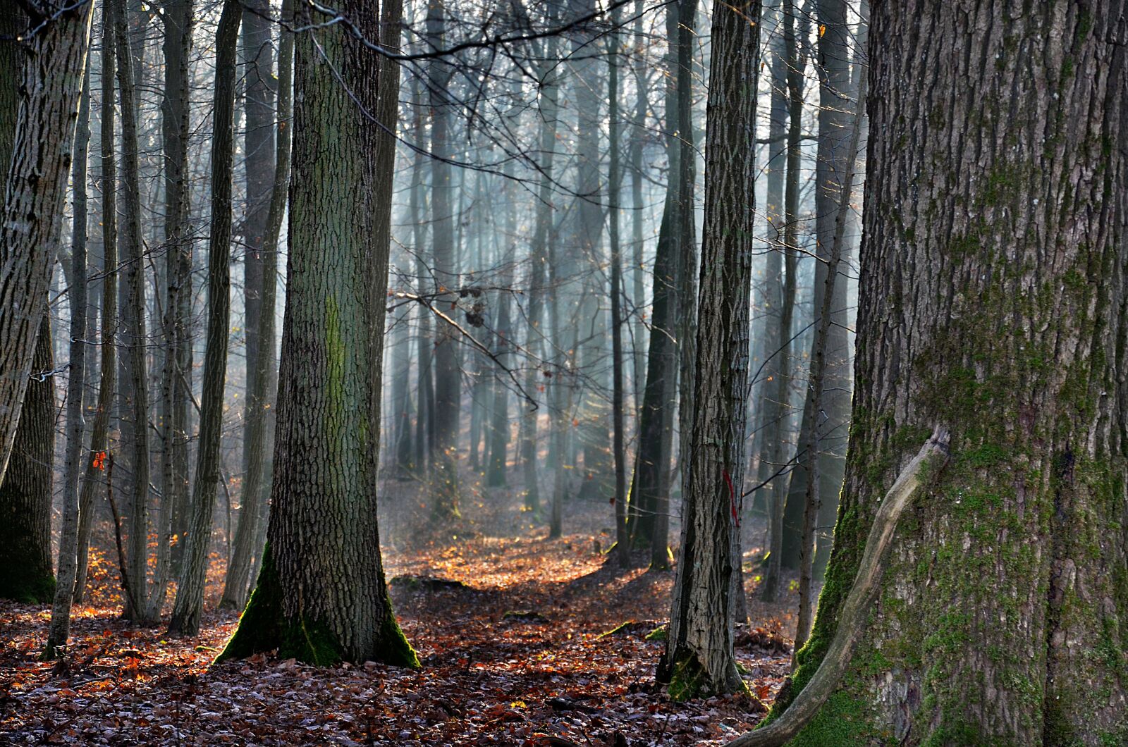 Nikon D5100 sample photo. Forest, ray of sunshine photography