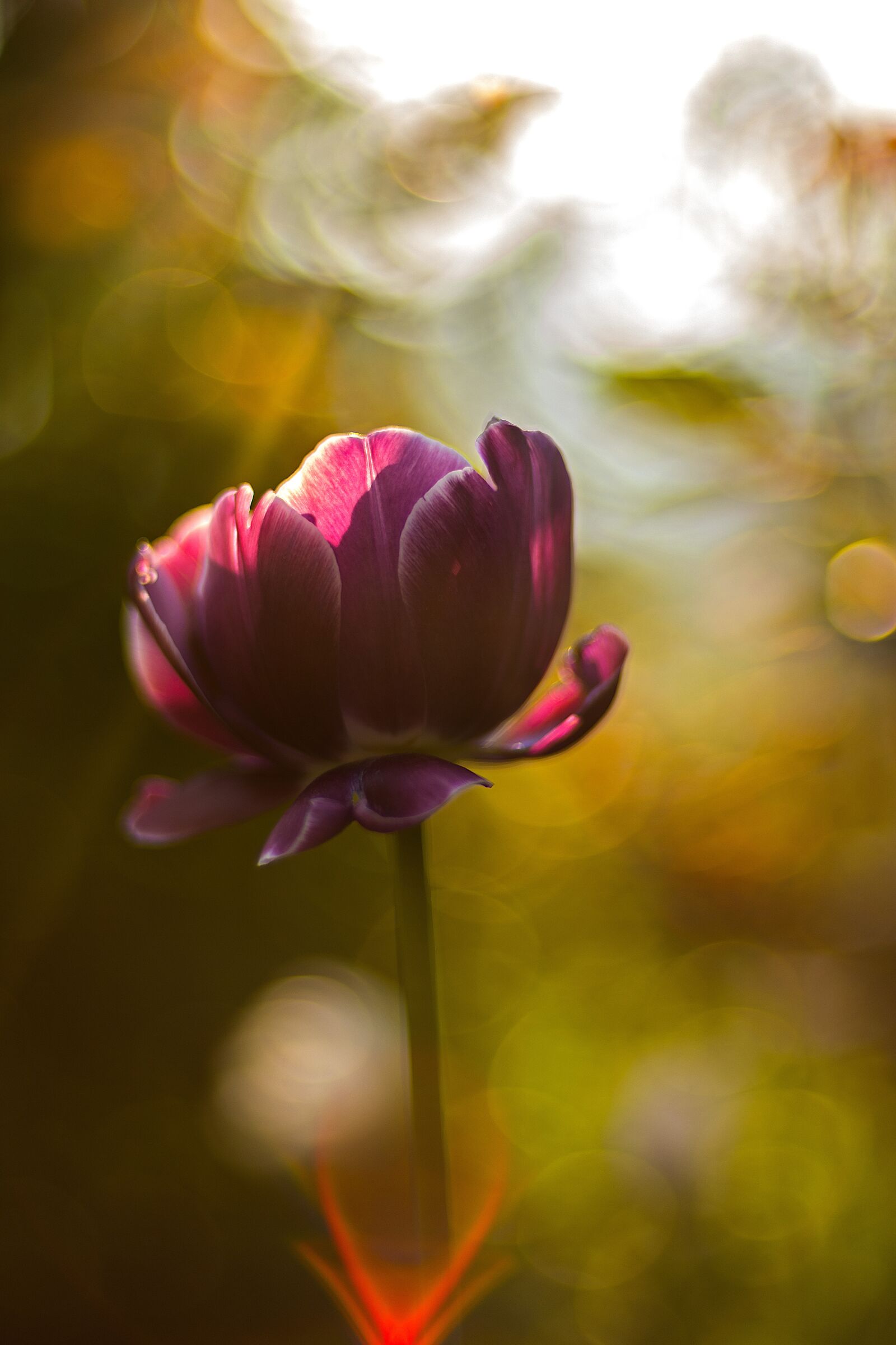 Nikon D7200 sample photo. Flower, sunrise, nature photography
