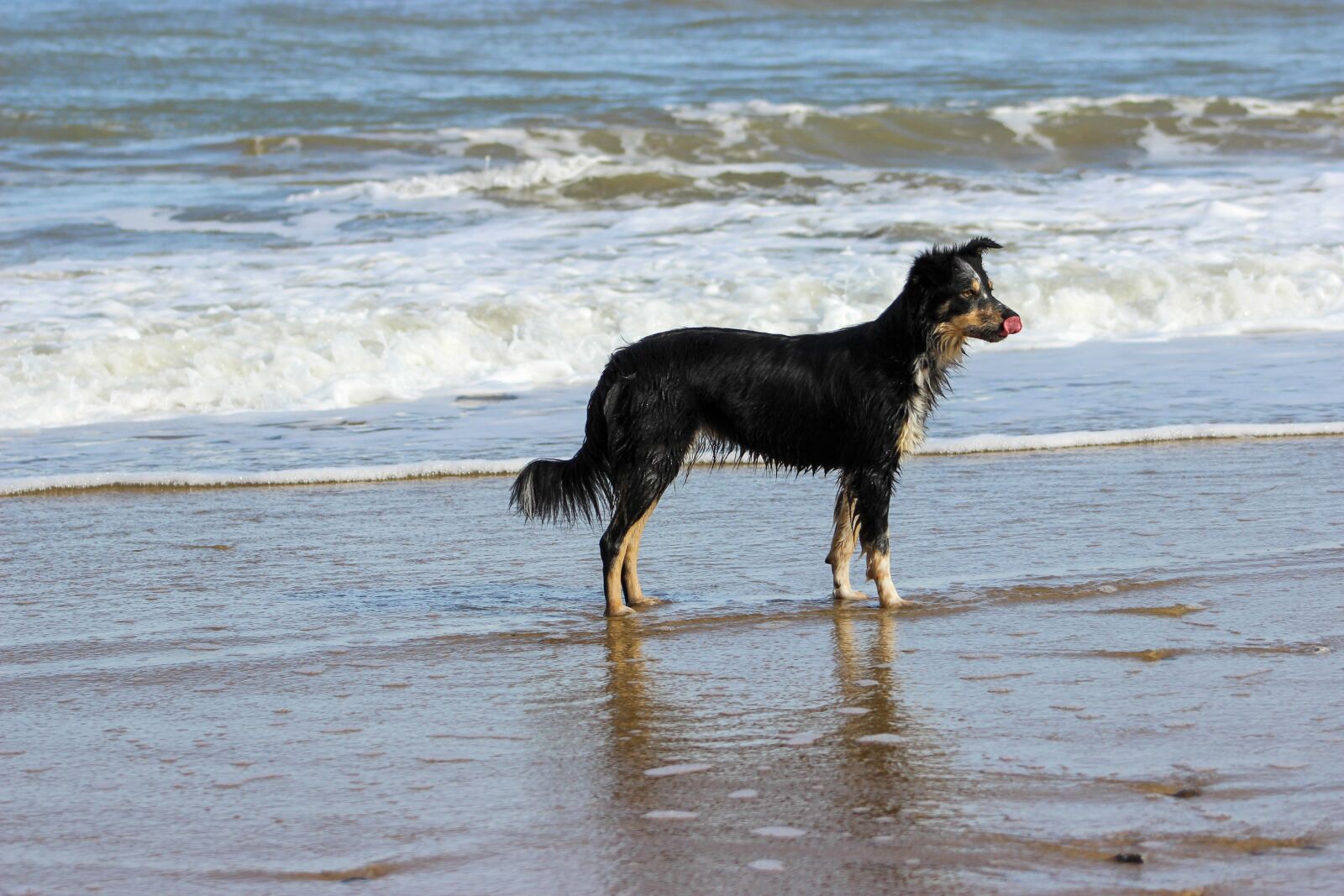 Canon EOS 600D (Rebel EOS T3i / EOS Kiss X5) sample photo. Border collie, sea, beach photography