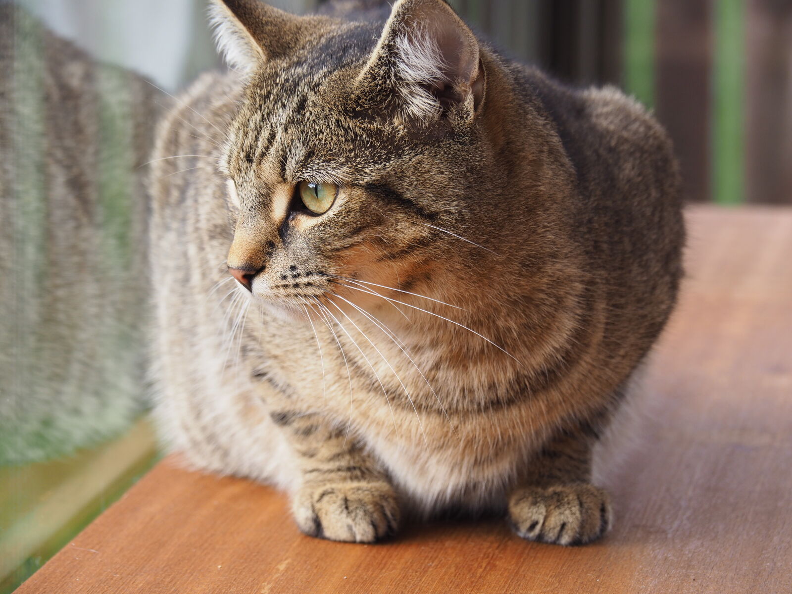 Olympus OM-D E-M10 II sample photo
