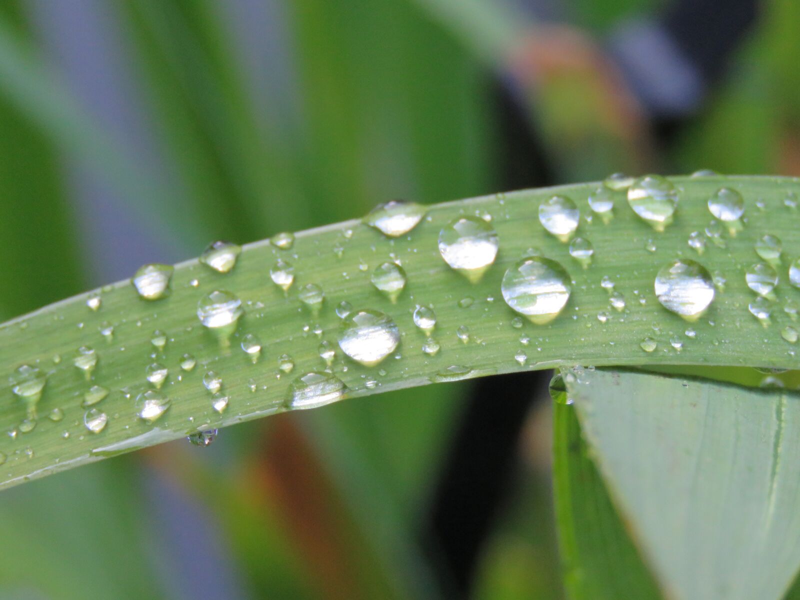 Canon PowerShot SX60 HS sample photo. Drops, rain, reflection photography