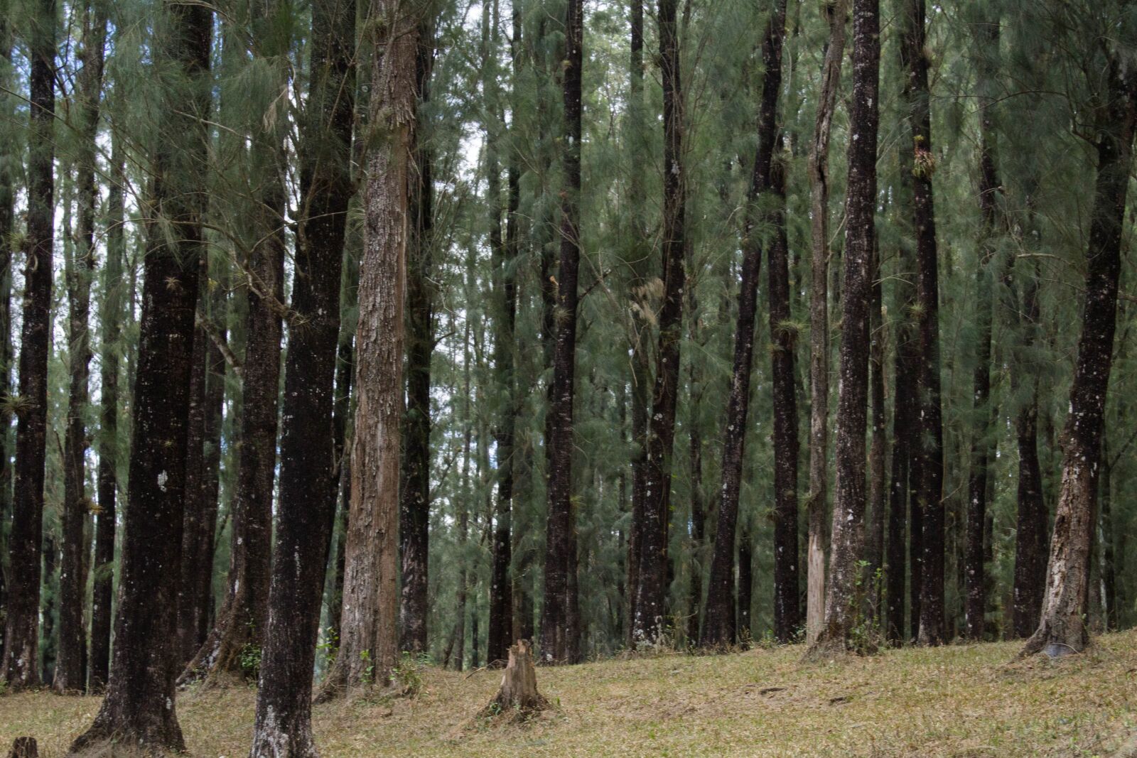 Canon EOS 1200D (EOS Rebel T5 / EOS Kiss X70 / EOS Hi) sample photo. Wood, tree, nature photography