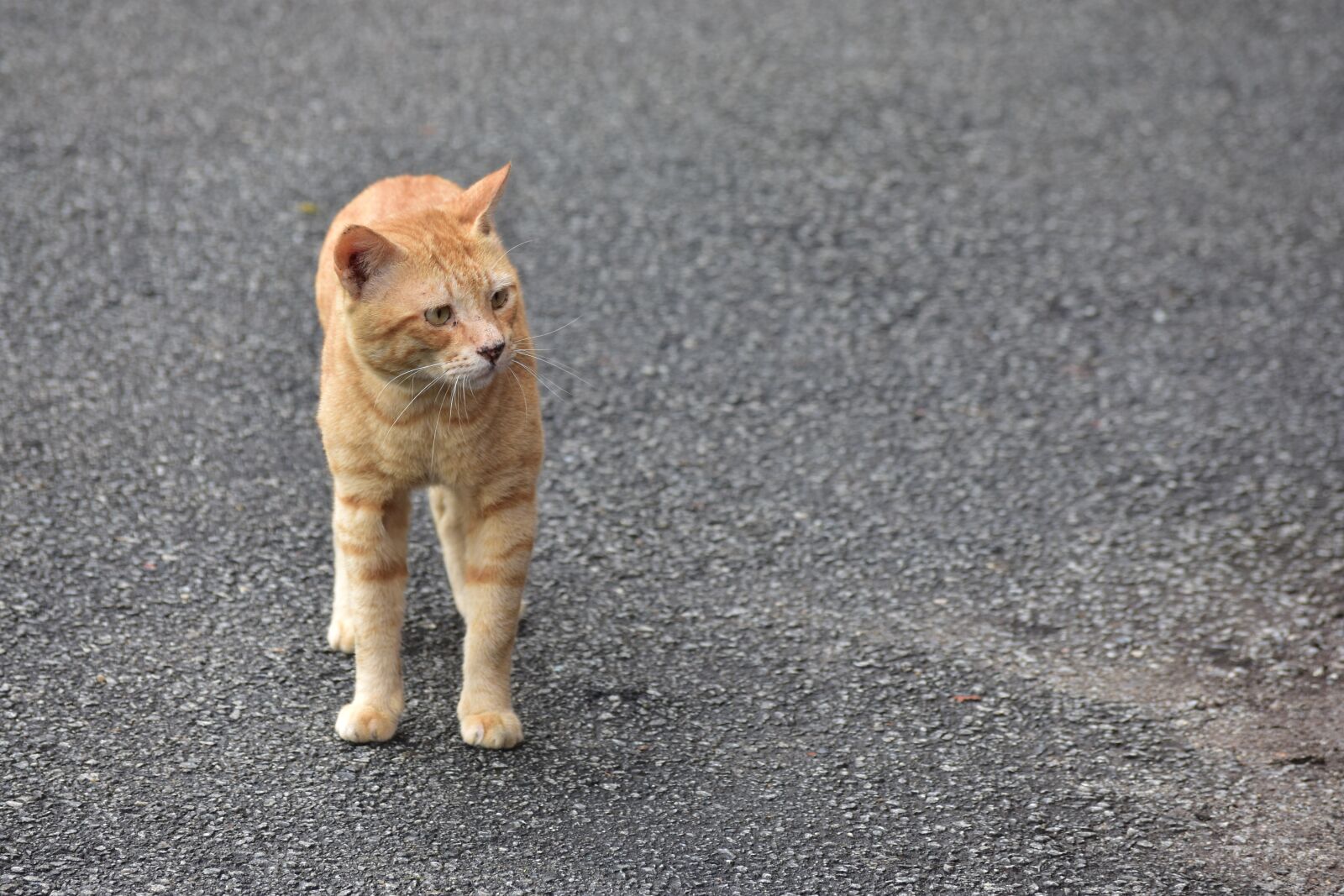 Nikon D3400 sample photo. Cat, oren, malaysia photography