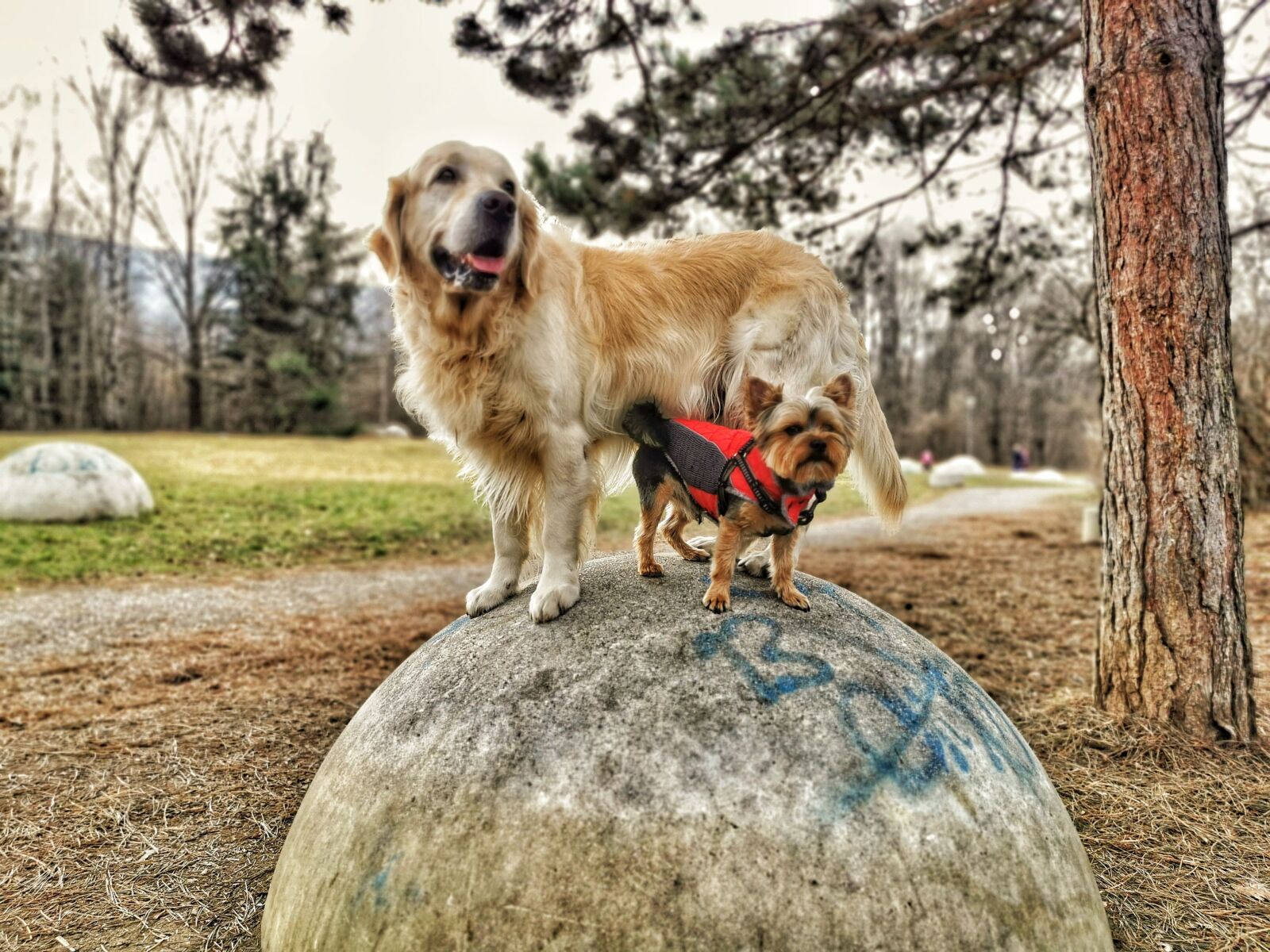 HUAWEI P30 Pro sample photo. Dogs, golden, puppy photography