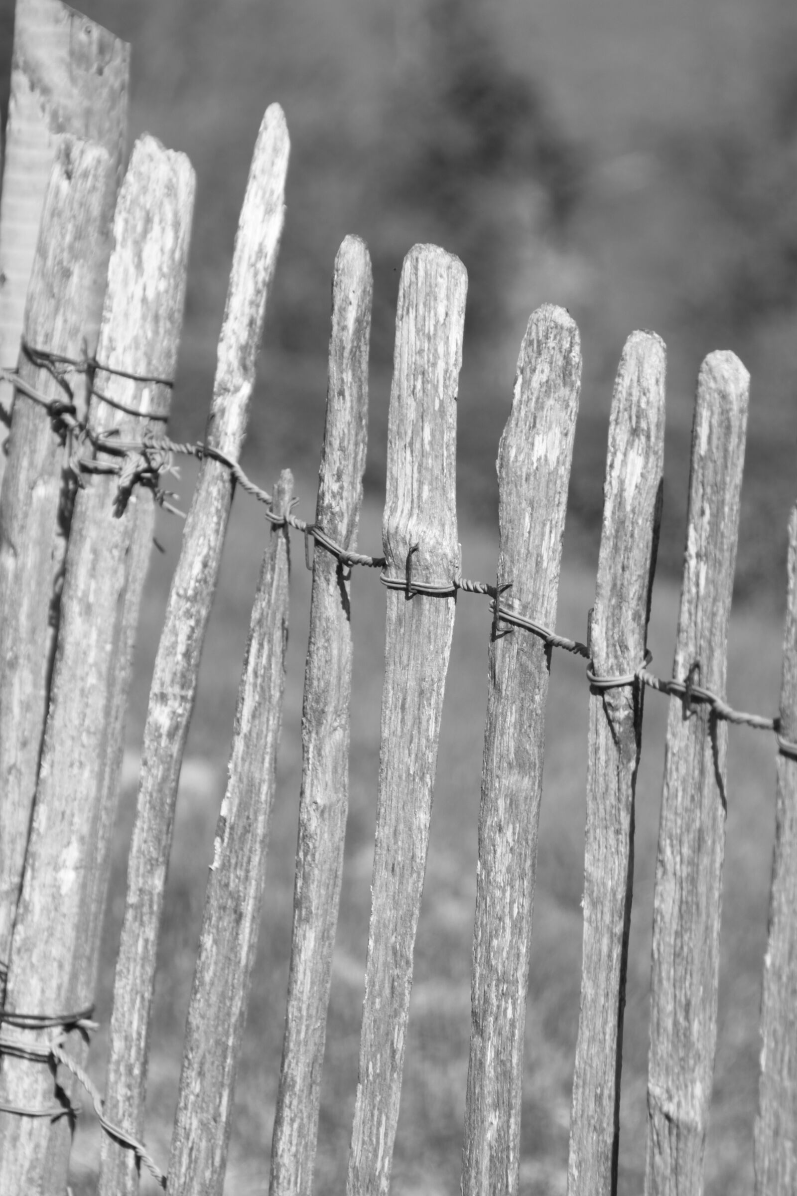 Canon EOS 500D (EOS Rebel T1i / EOS Kiss X3) sample photo. Black and white, fence photography