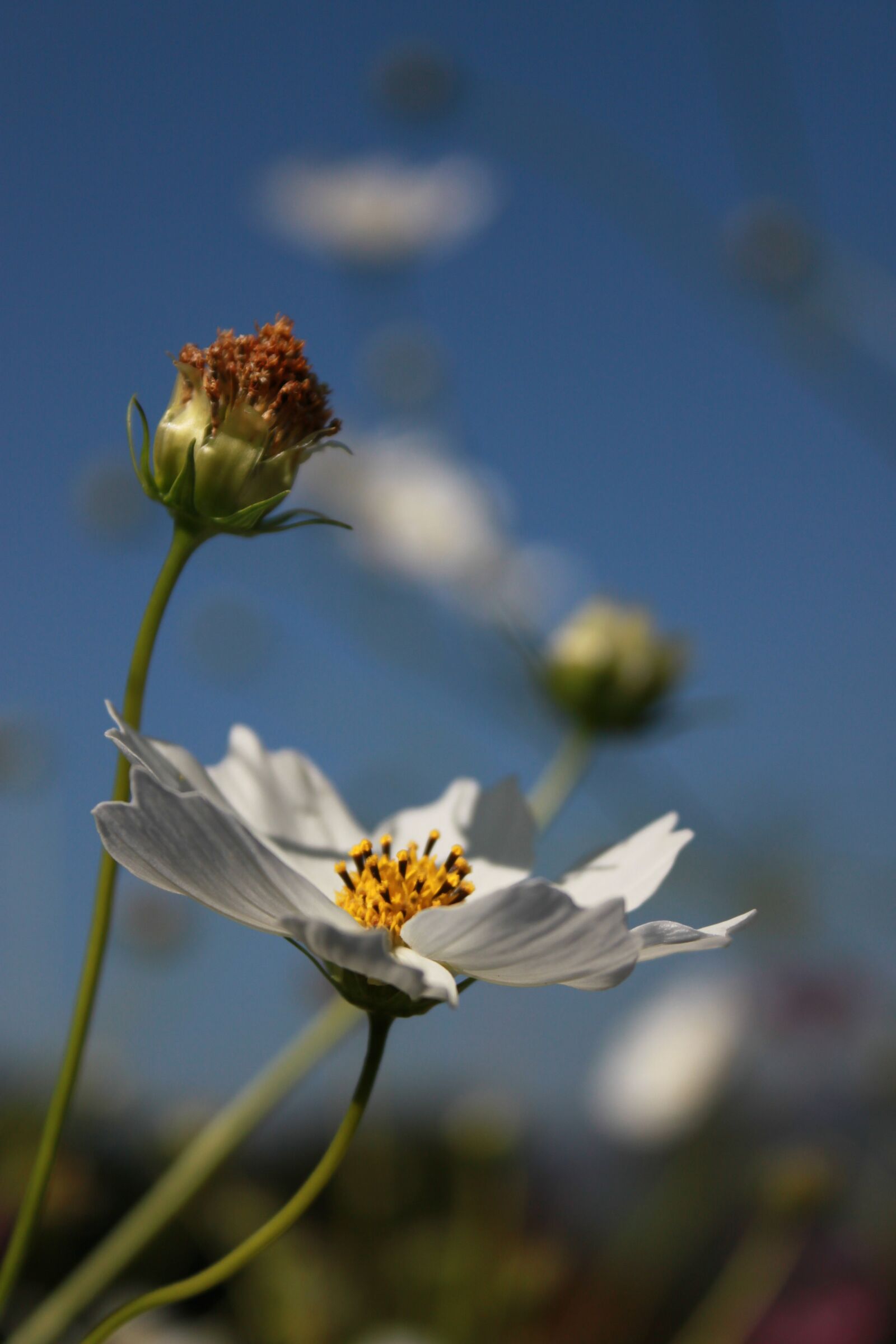 Canon EOS 500D (EOS Rebel T1i / EOS Kiss X3) sample photo. Cosmos, flowers, nature photography