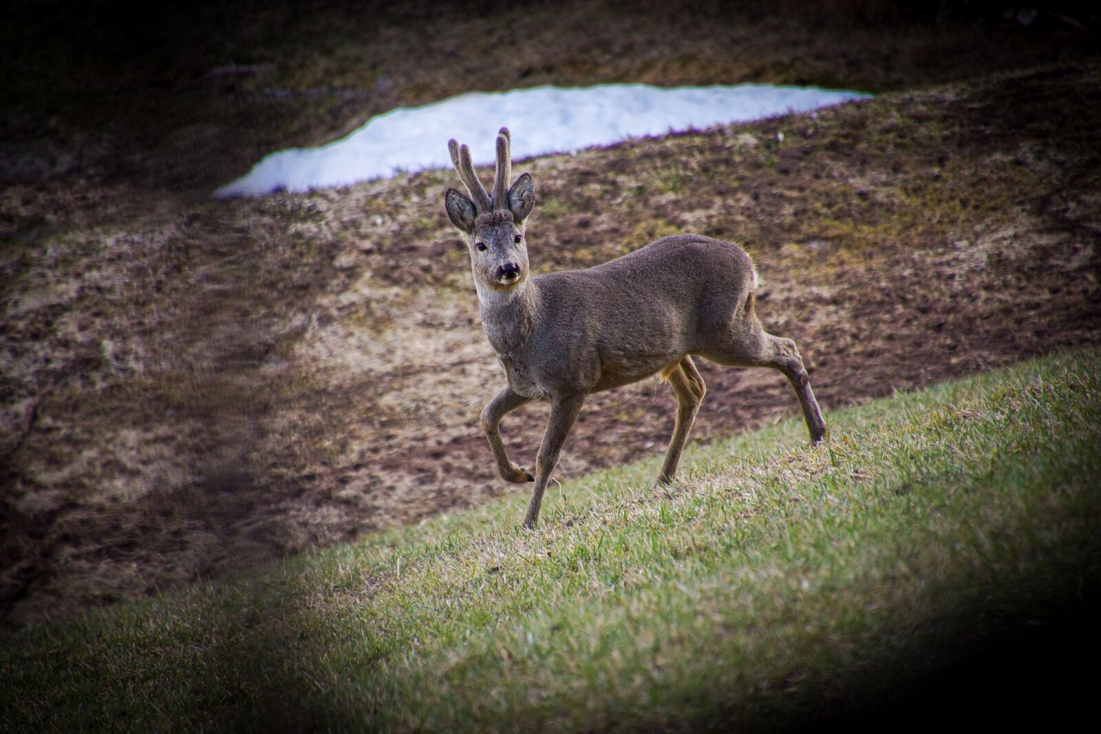 Sony SLT-A65 (SLT-A65V) sample photo. Roe, deer, antlers photography