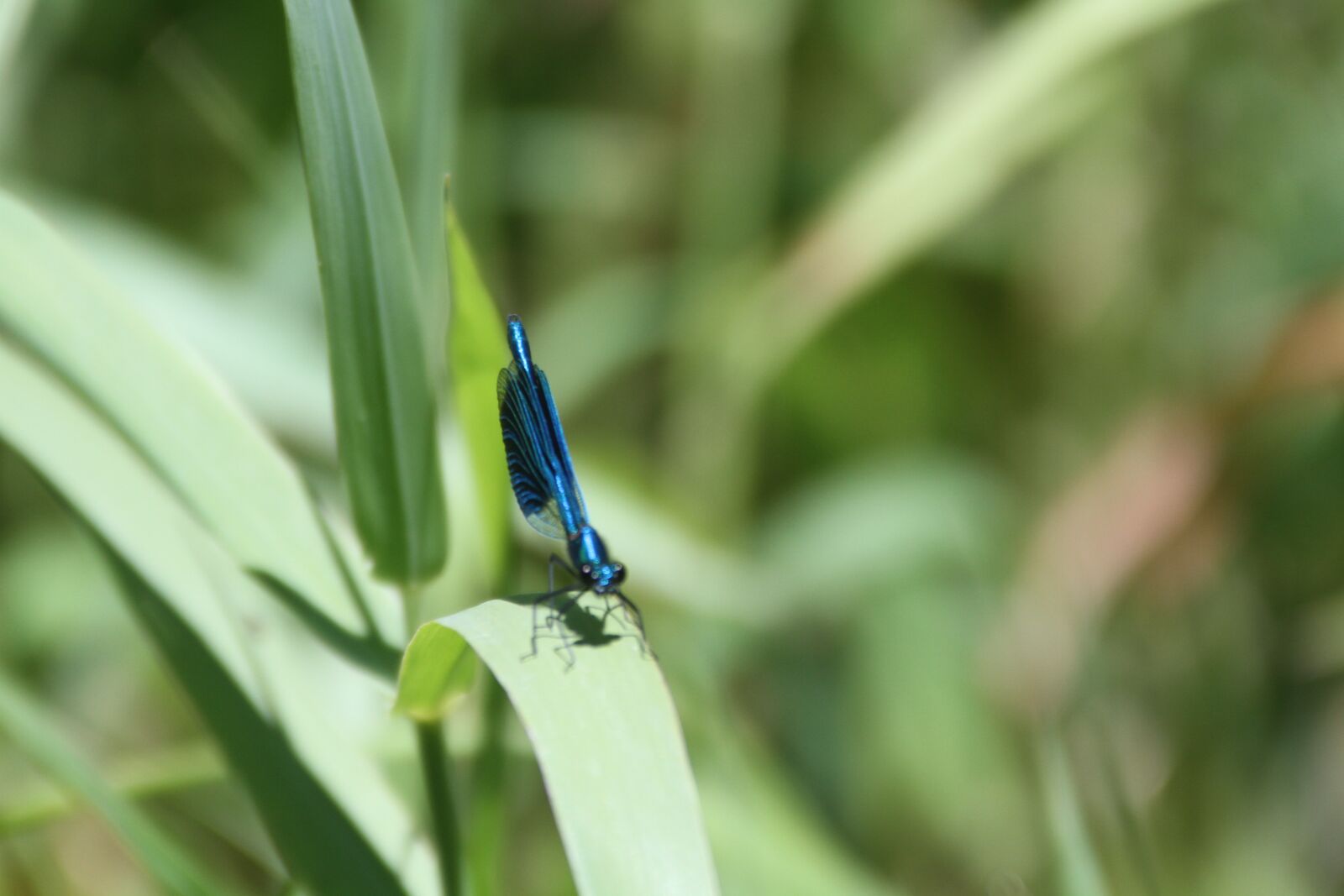 Canon EOS 7D sample photo. Nature, dragon-fly, insect photography