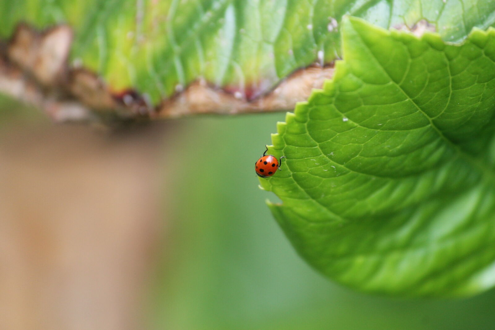 Canon EF-S 55-250mm F4-5.6 IS II sample photo