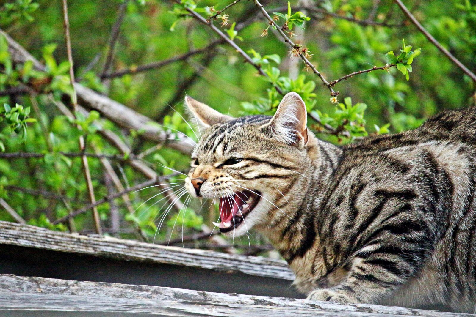 Canon EOS 100D (EOS Rebel SL1 / EOS Kiss X7) sample photo. Cat, mieze, hiss photography
