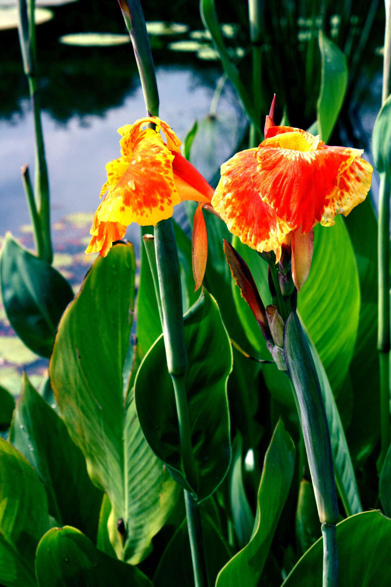 Canon EOS 1000D (EOS Digital Rebel XS / EOS Kiss F) sample photo. Aquatic, plant, bloom, orange photography