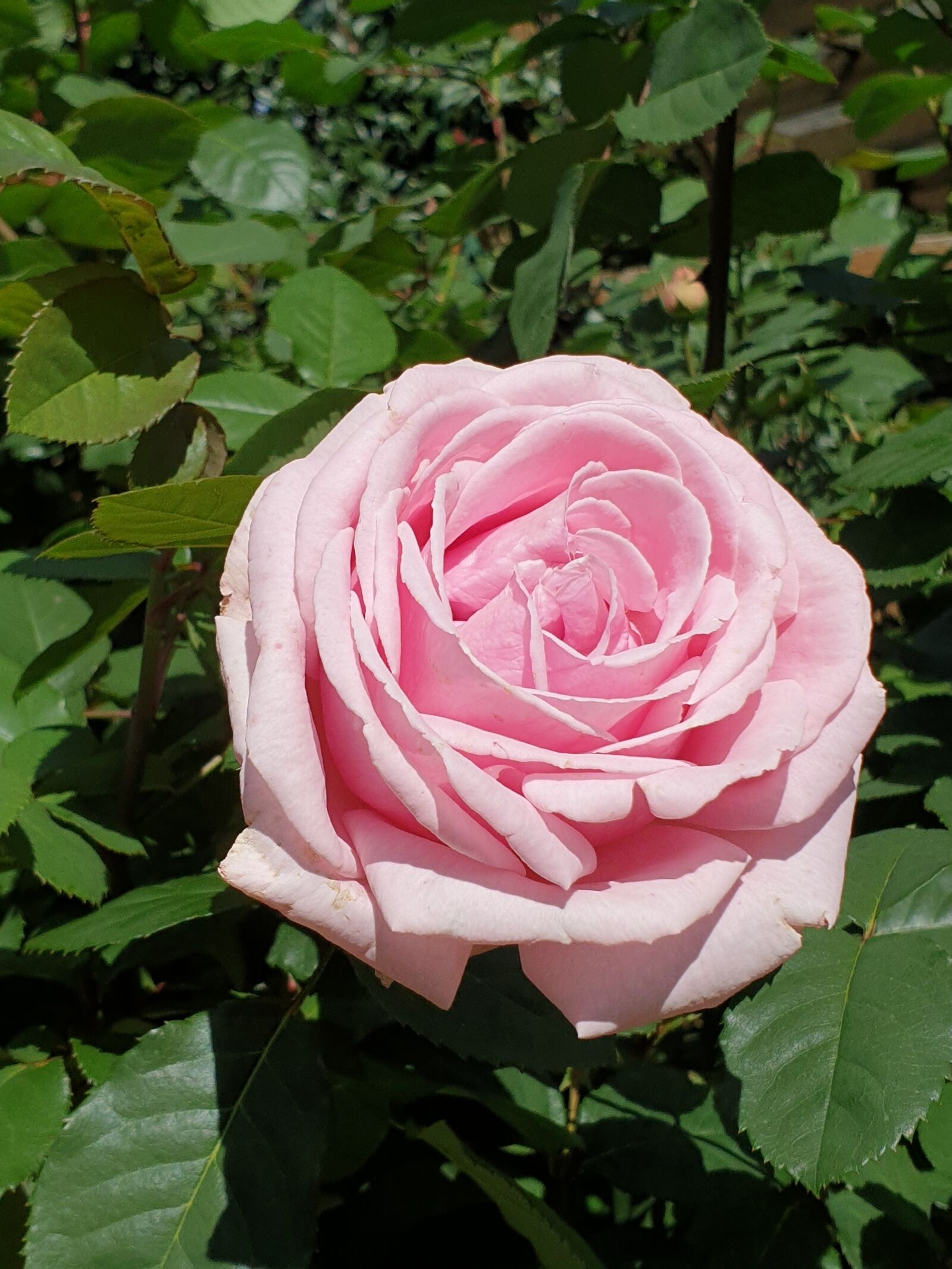 Samsung Galaxy Note9 sample photo. Rose, pink, flower photography