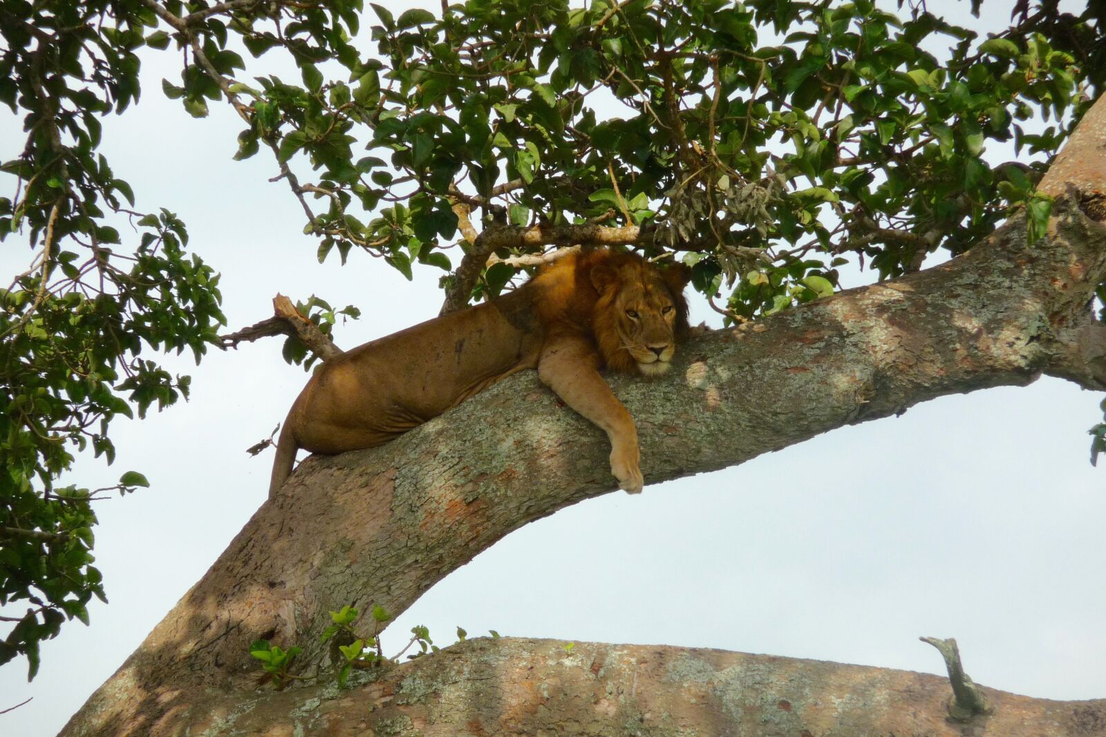 Panasonic Lumix DMC-TZ5 sample photo. Uganda, lion, tree lion photography