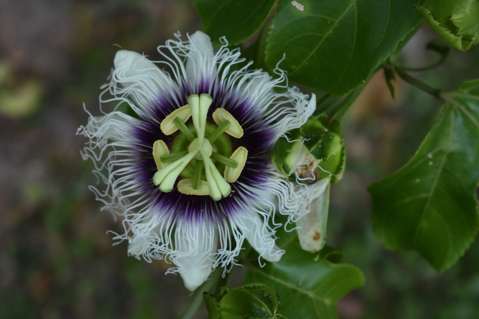 Nikon D3400 sample photo. Flower, nature, garden photography