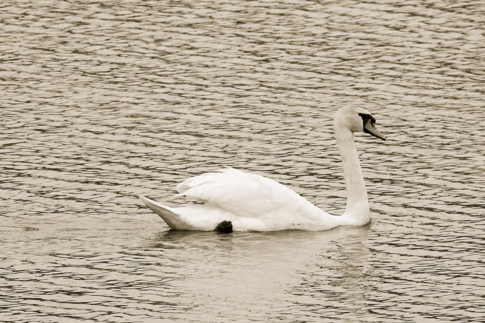 Nikon Coolpix P900 sample photo. Swan, lake, bird photography