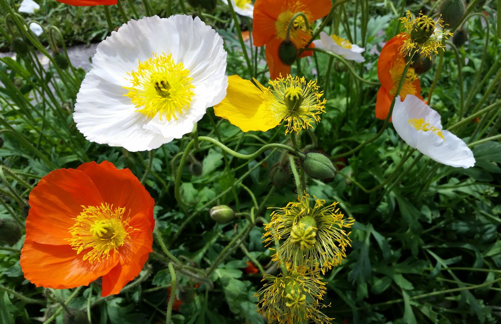 Samsung Galaxy S5 sample photo. Iceland poppies, flowers, spring photography