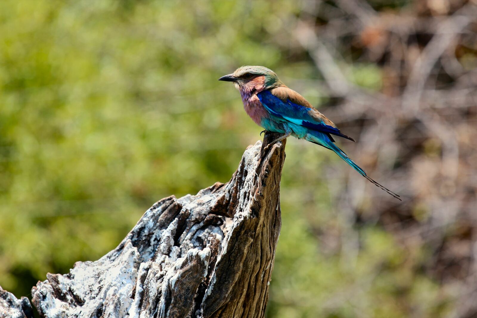Canon EOS 600D (Rebel EOS T3i / EOS Kiss X5) sample photo. Animal, avian, beak photography