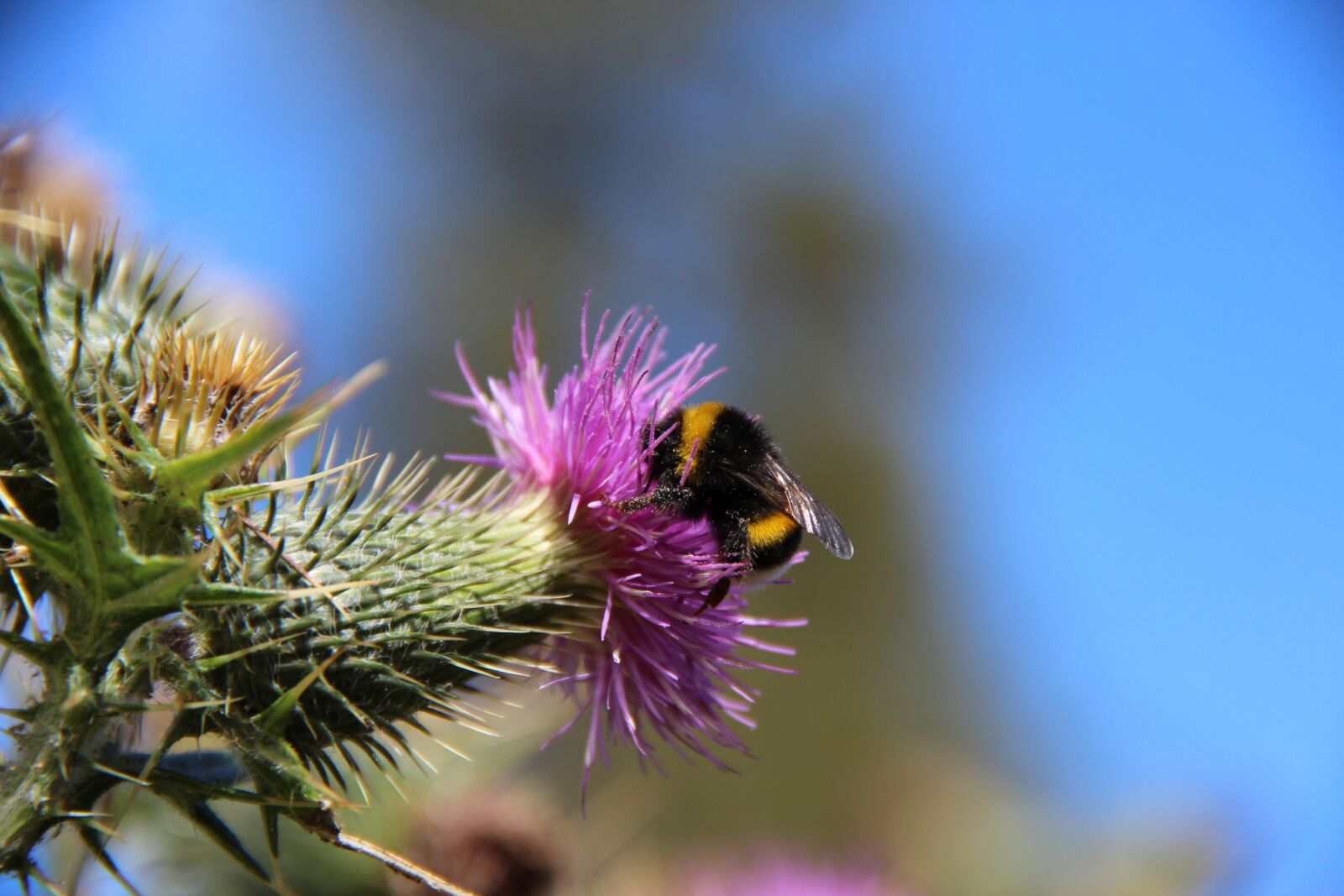 Canon EOS 600D (Rebel EOS T3i / EOS Kiss X5) sample photo. Hummel, thistle, blossom photography