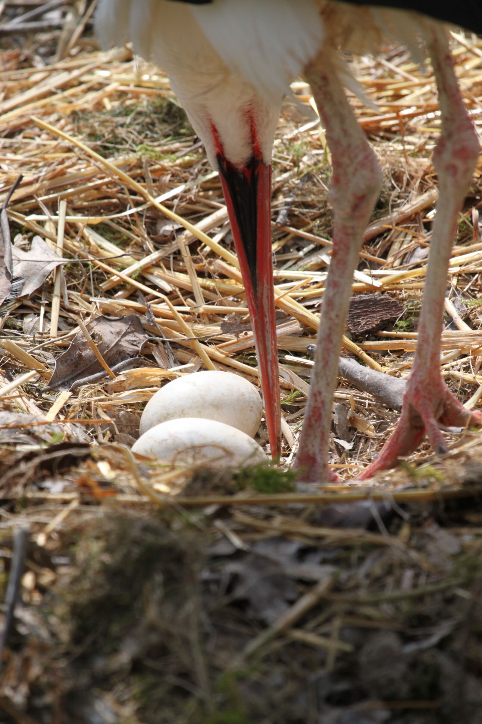 Canon EOS 500D (EOS Rebel T1i / EOS Kiss X3) sample photo. Stork, nest, white stork photography
