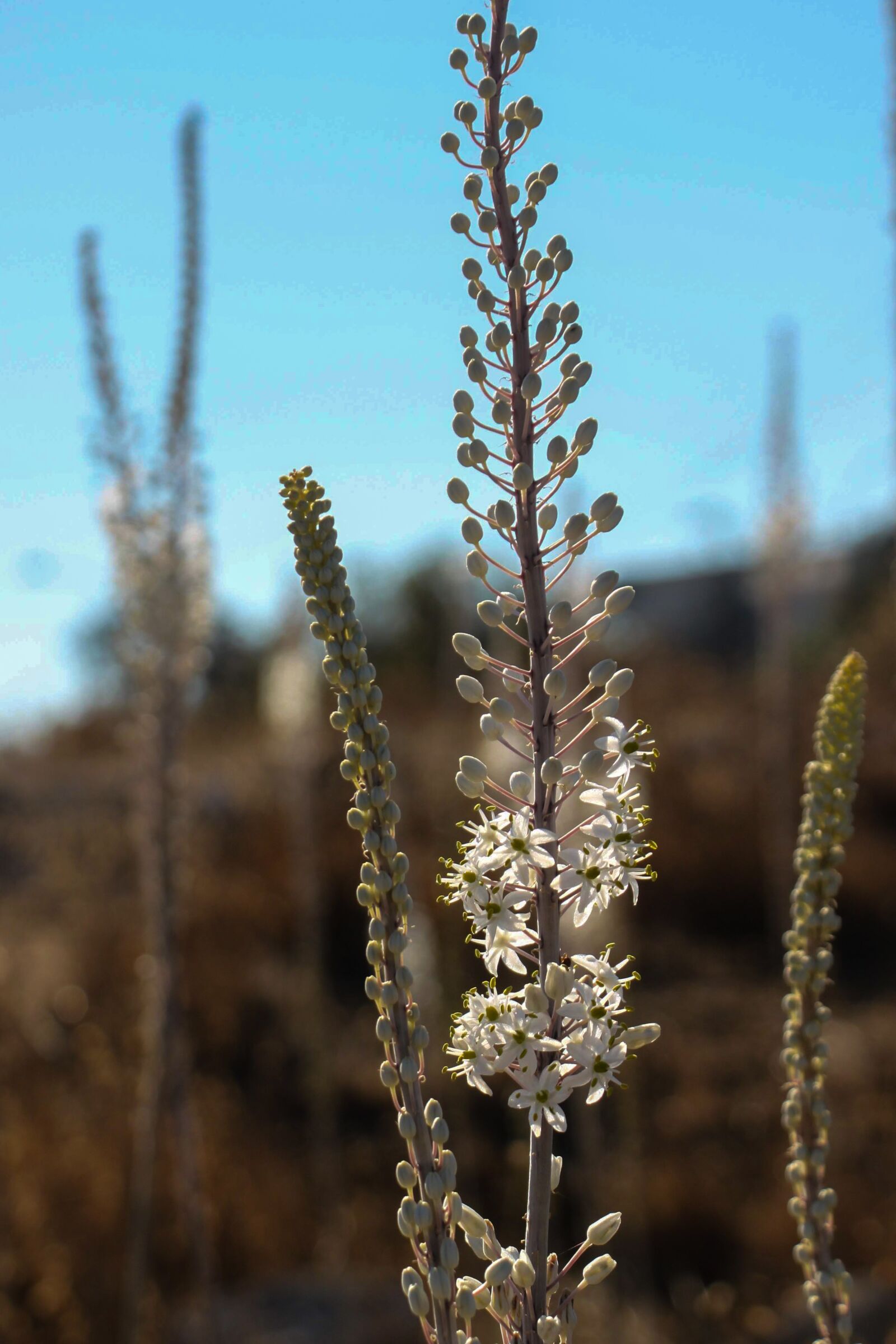 Canon EOS 500D (EOS Rebel T1i / EOS Kiss X3) sample photo. Squill, nature, israel photography