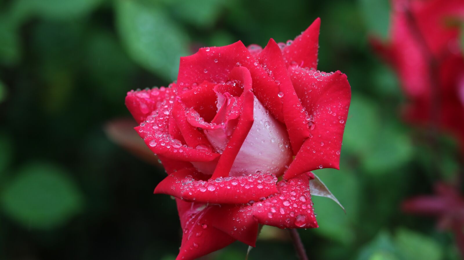 Canon EF-S 55-250mm F4-5.6 IS STM sample photo. Rose, rose park, park photography