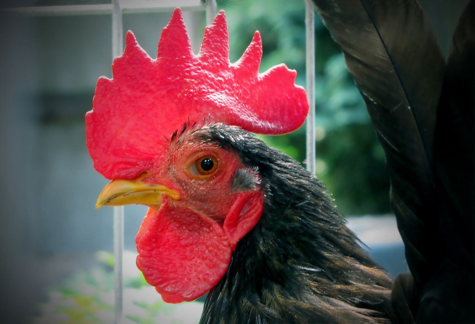 Canon PowerShot SX10 IS sample photo. Haan, poultry, mohawk photography