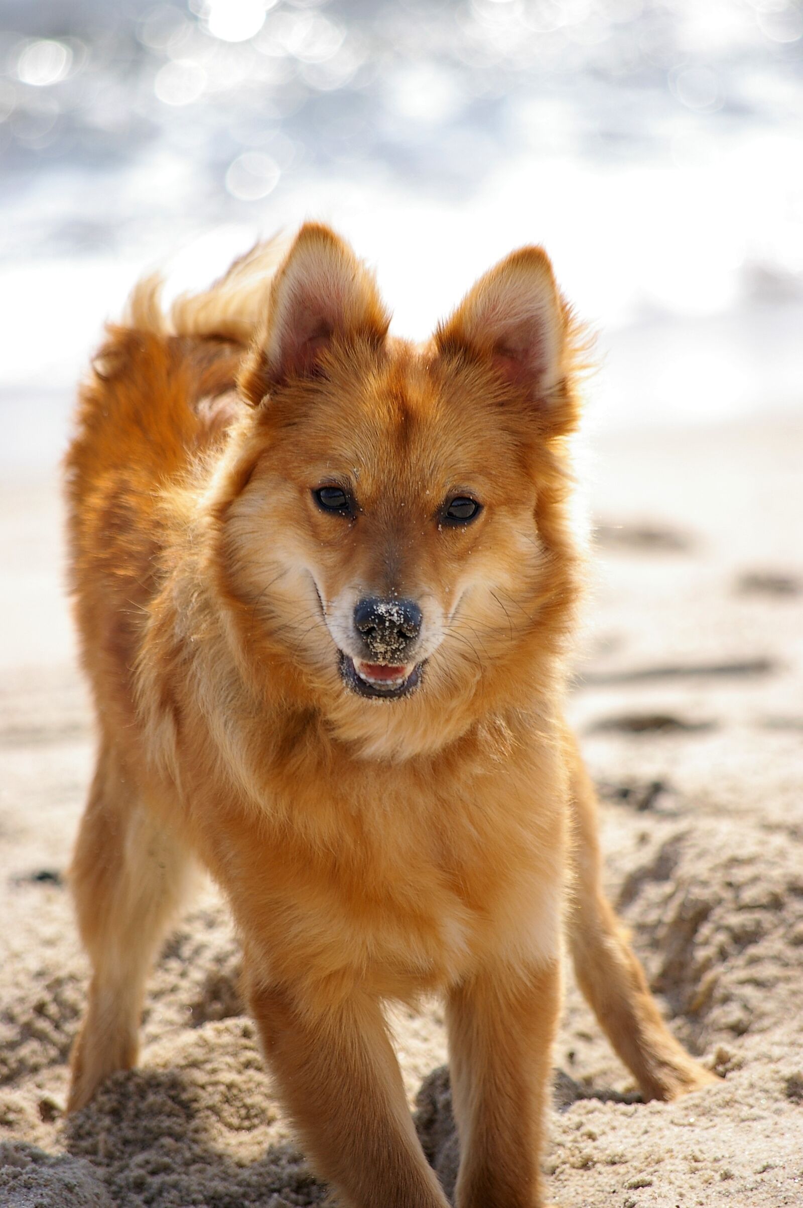 Pentax *ist DL sample photo. Nos, dog, tip photography