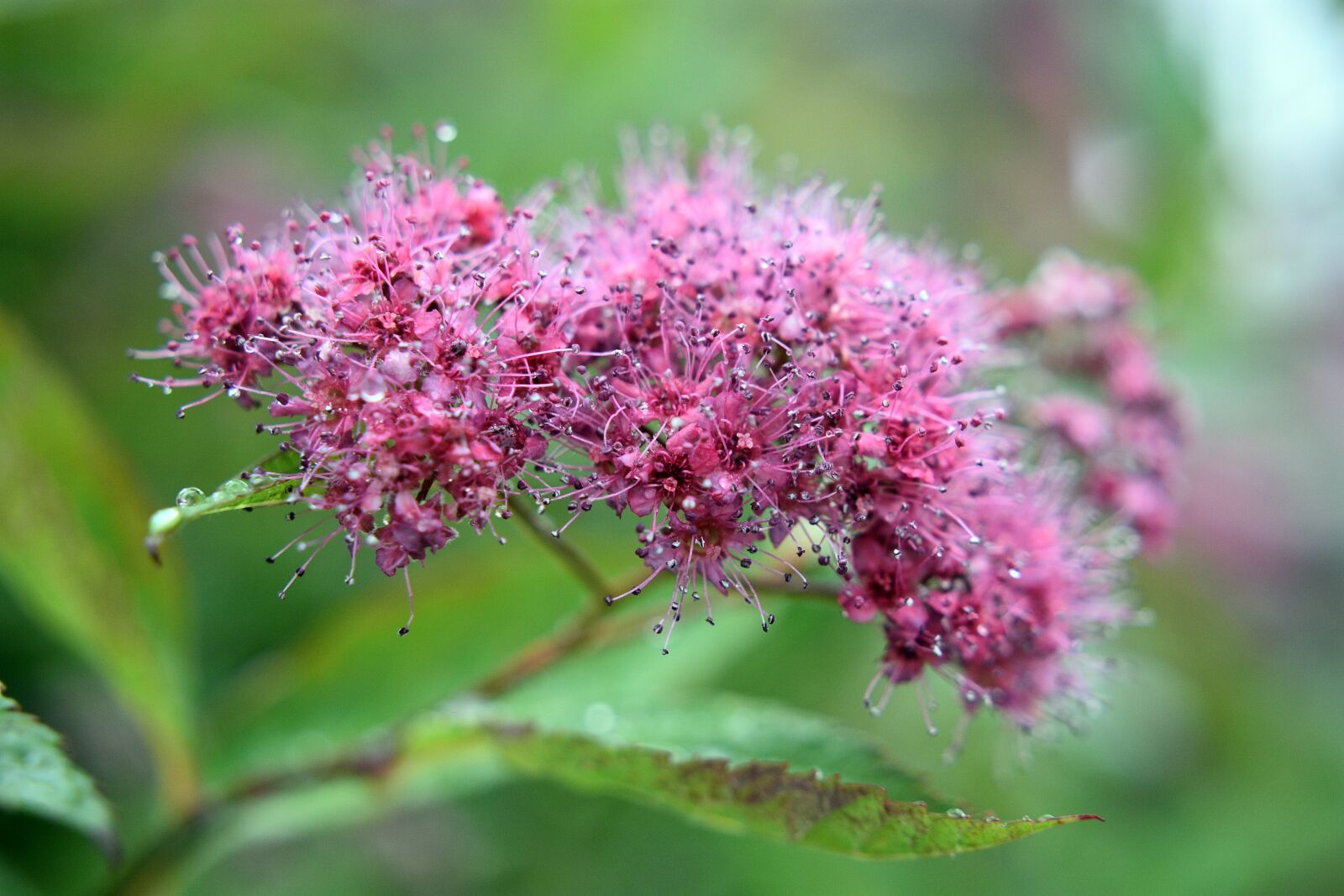 Nikon D3400 sample photo. Flower, spring, flowers photography