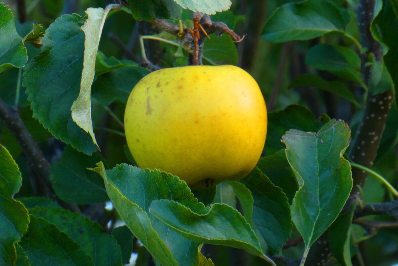 Panasonic Lumix DC-ZS70 (Lumix DC-TZ90) sample photo. Apple, tree, fruit photography