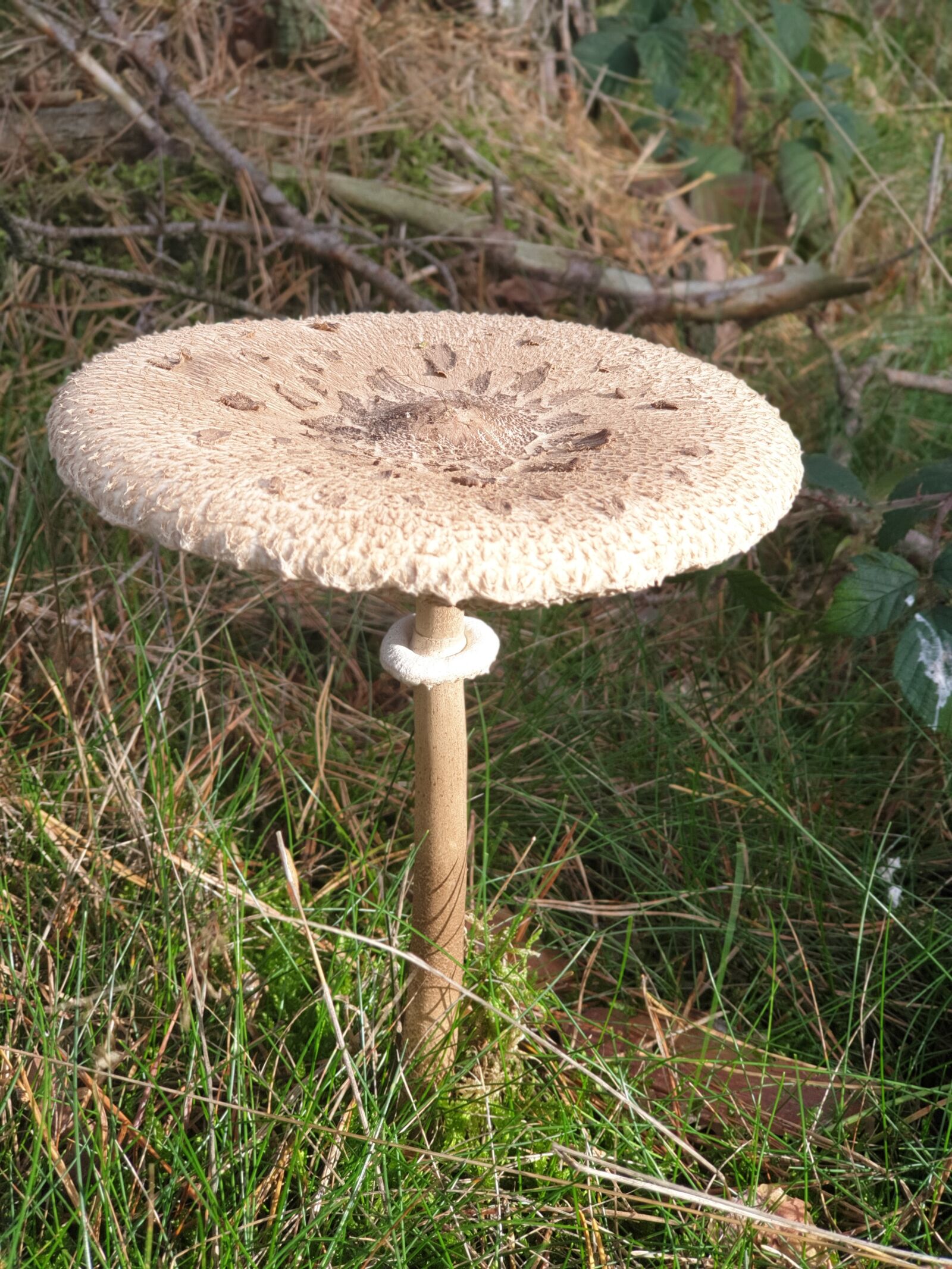 Samsung Galaxy S9+ sample photo. Mushroom, boletes, edible photography