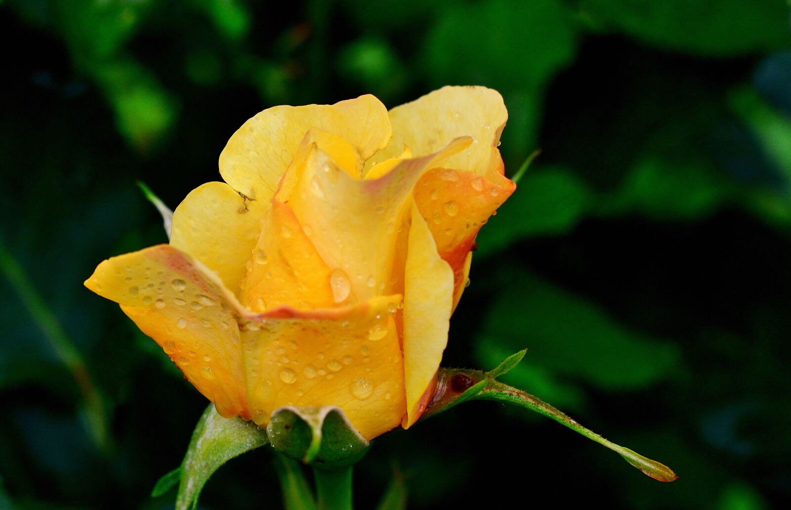 Nikon D5200 sample photo. Rose, blossom, bloom photography