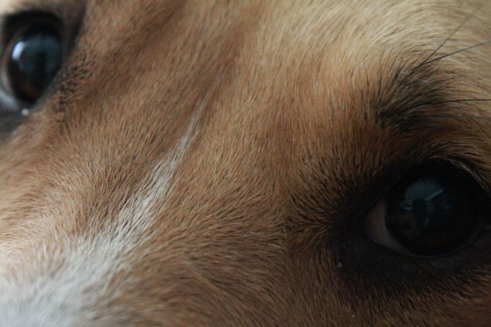 Canon EOS 1100D (EOS Rebel T3 / EOS Kiss X50) sample photo. Close, up, view, dog photography