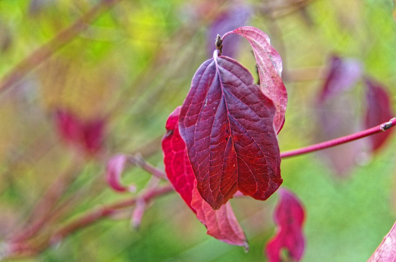 Pentax K-5 sample photo. Leaf, red, fall photography