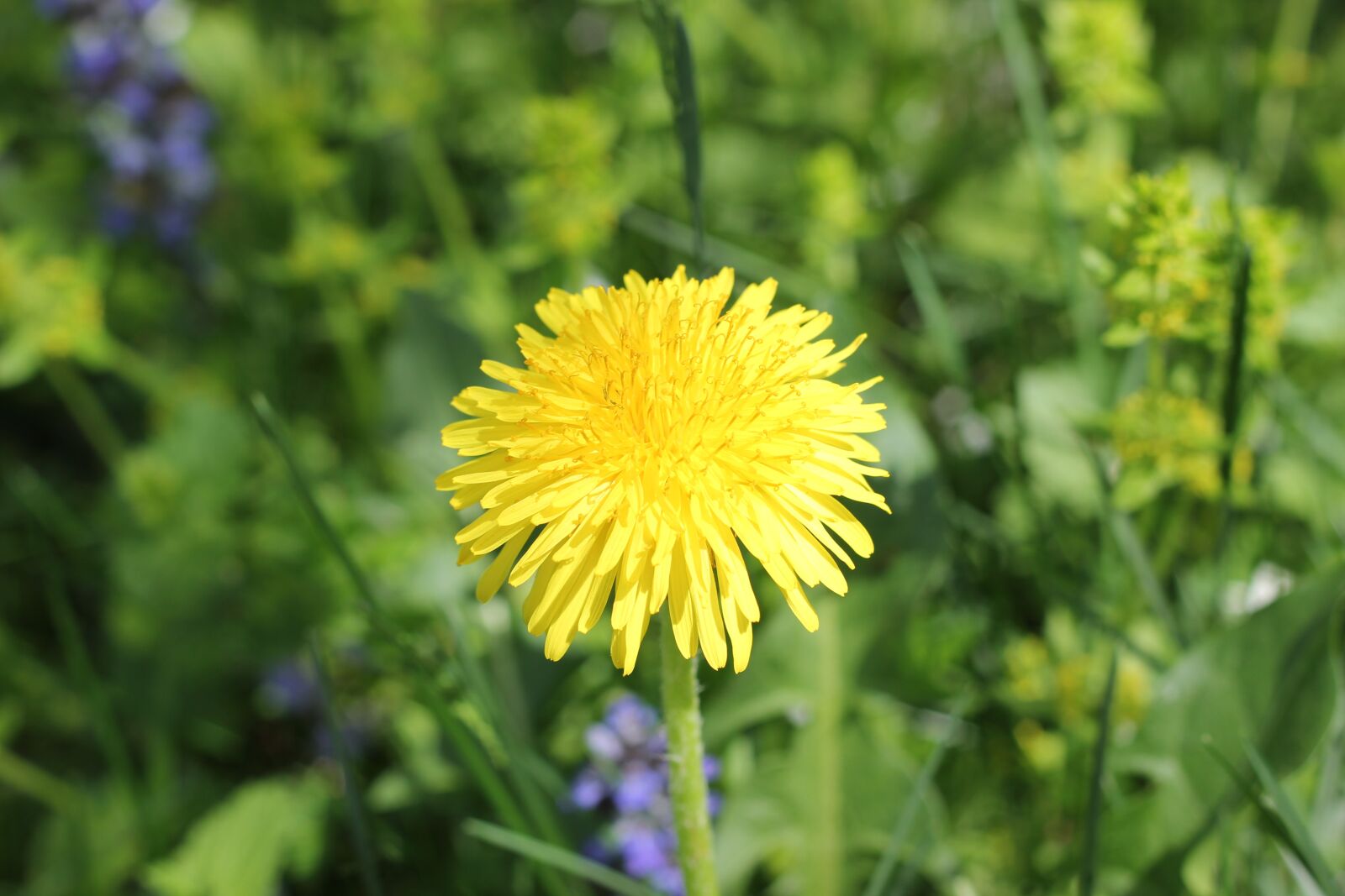 Canon EOS 550D (EOS Rebel T2i / EOS Kiss X4) sample photo. Dandelion, yellow, spring photography
