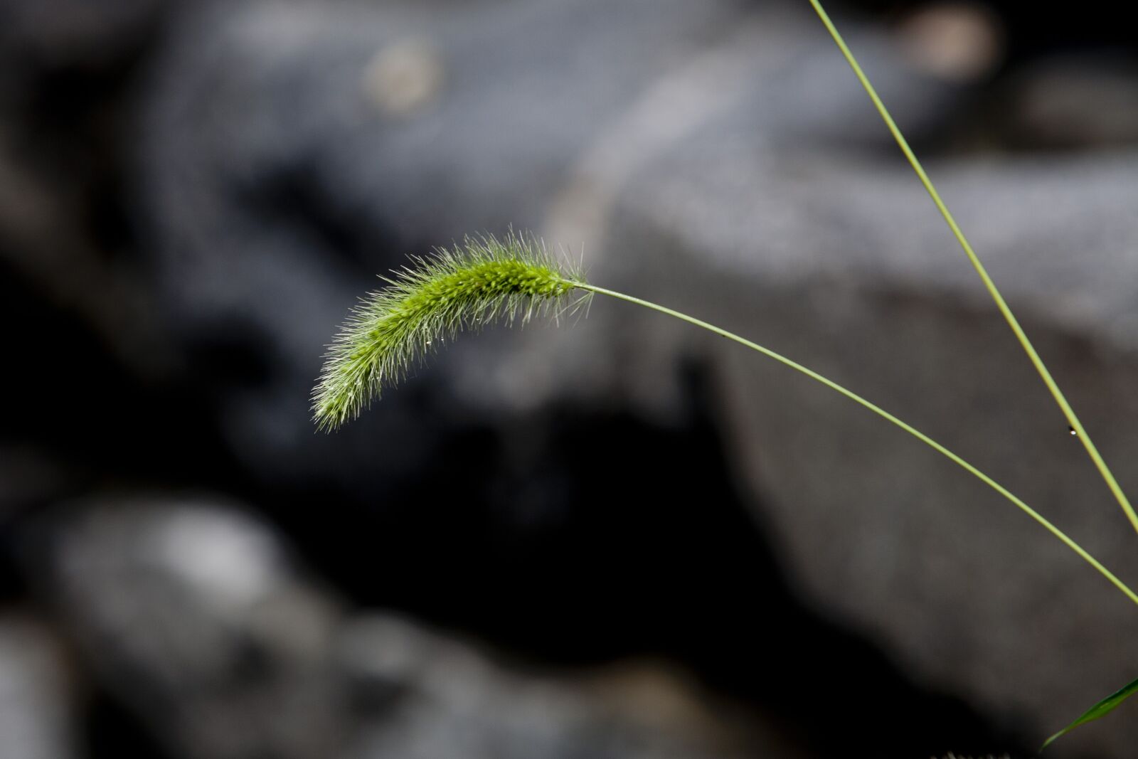 Canon EOS 5D sample photo. Nature, foxtail, pool photography