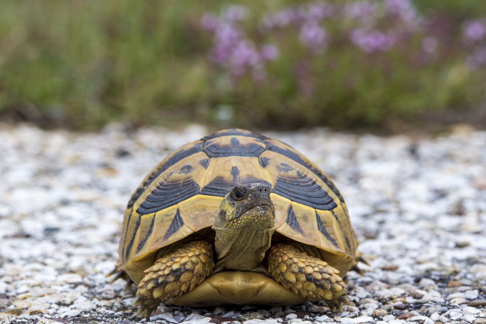 Nikon D7200 sample photo. Turtle, nature, animal photography