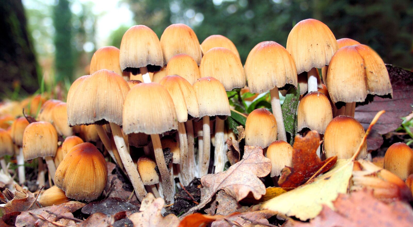 Canon EOS 400D (EOS Digital Rebel XTi / EOS Kiss Digital X) sample photo. Agaric, tree, mushroom photography